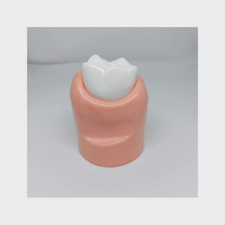 Stor Parodontitis Studiemodel 